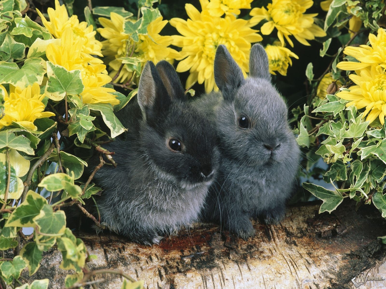 Два черных кролика 1600x1200
