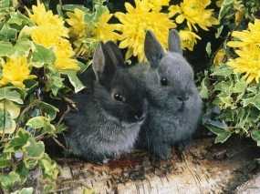 Обои Два черных кролика: Кролики, Зайцы