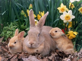 Обои Крольчиха с крольчатами: Кролики, Зайцы