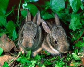 Обои Парочка крольчат: Кролики, Зайцы