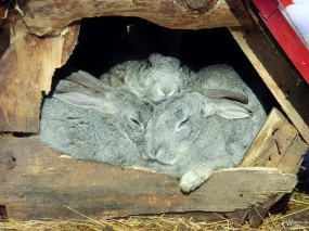 Обои Крольчата в дупле: Кролики, Дупло, Зайцы
