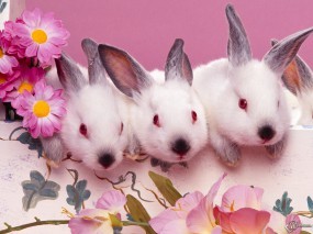Три белых крольченка