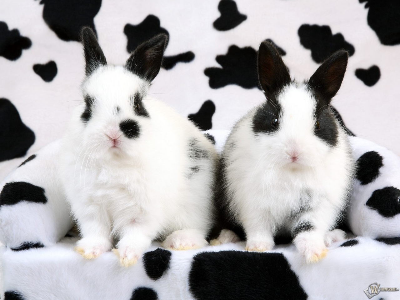 Кролики-далматинцы 1280x960