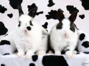 Обои Кролики-далматинцы: Кролики, Далматинцы, Зайцы