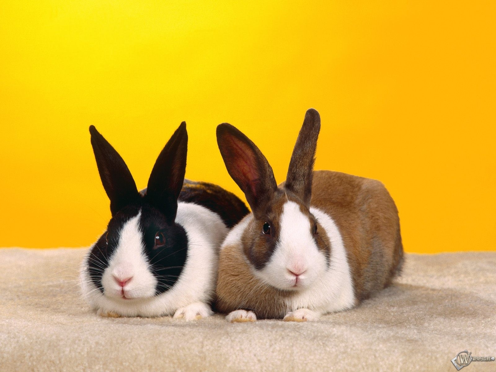 Два кролика 1600x1200