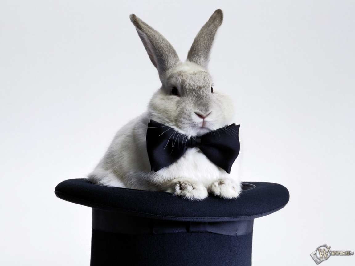 Кролик в шляпе 1152x864