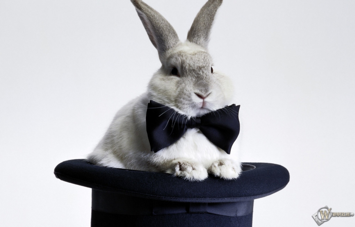 Кролик в шляпе 1200x768