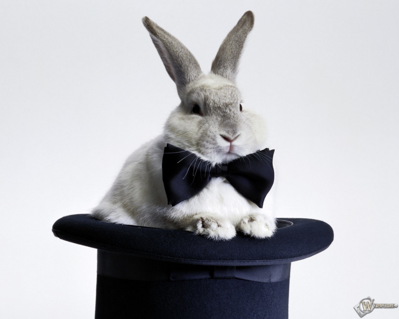 Кролик в шляпе 1280x1024