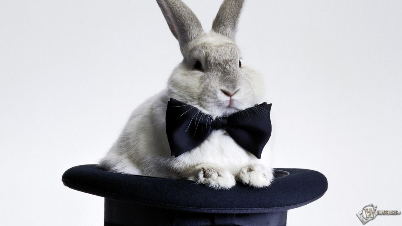 Кролик в шляпе 1280x720