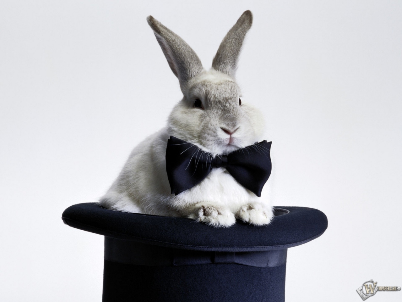 Кролик в шляпе 1280x960