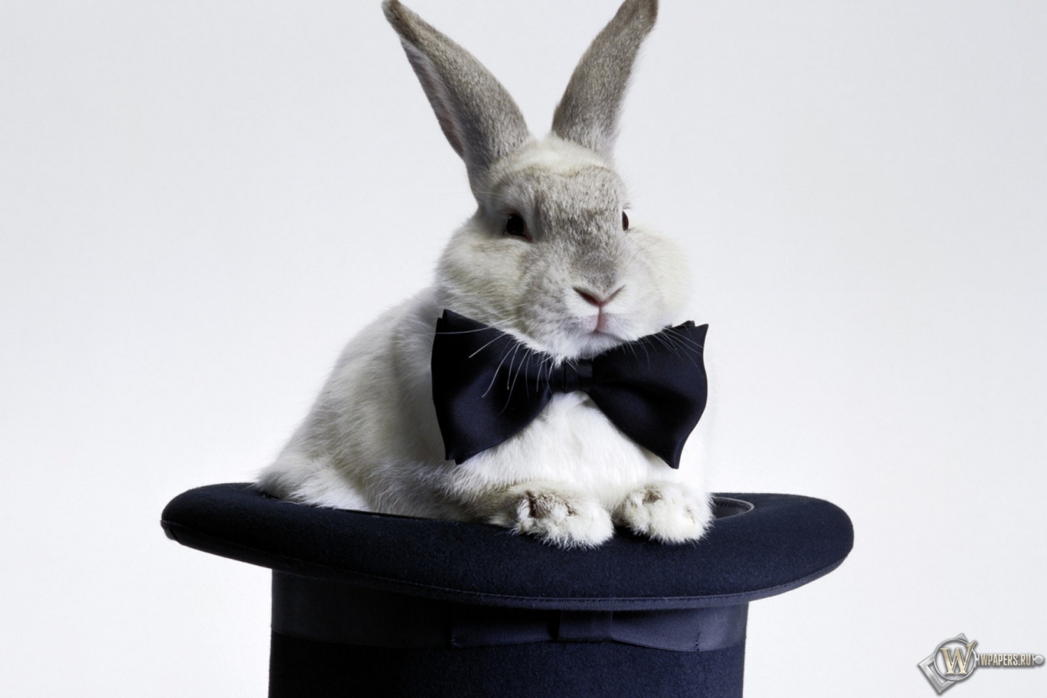 Кролик в шляпе 1500x1000