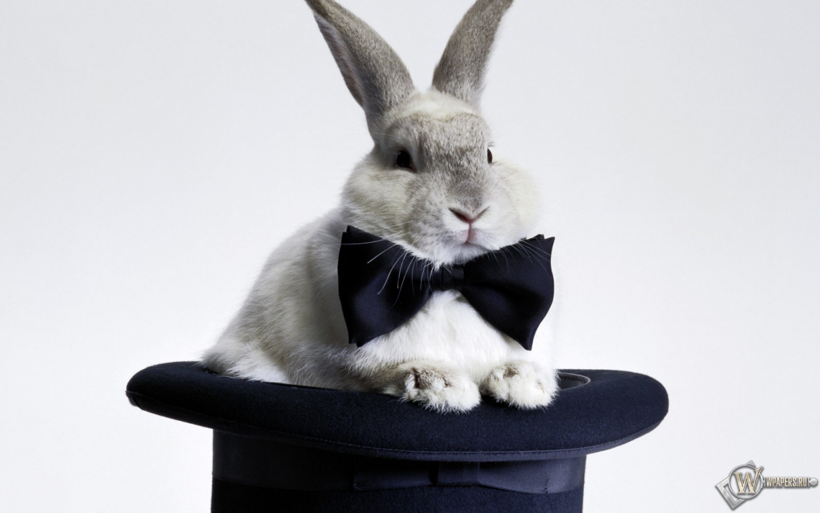 Кролик в шляпе 1680x1050