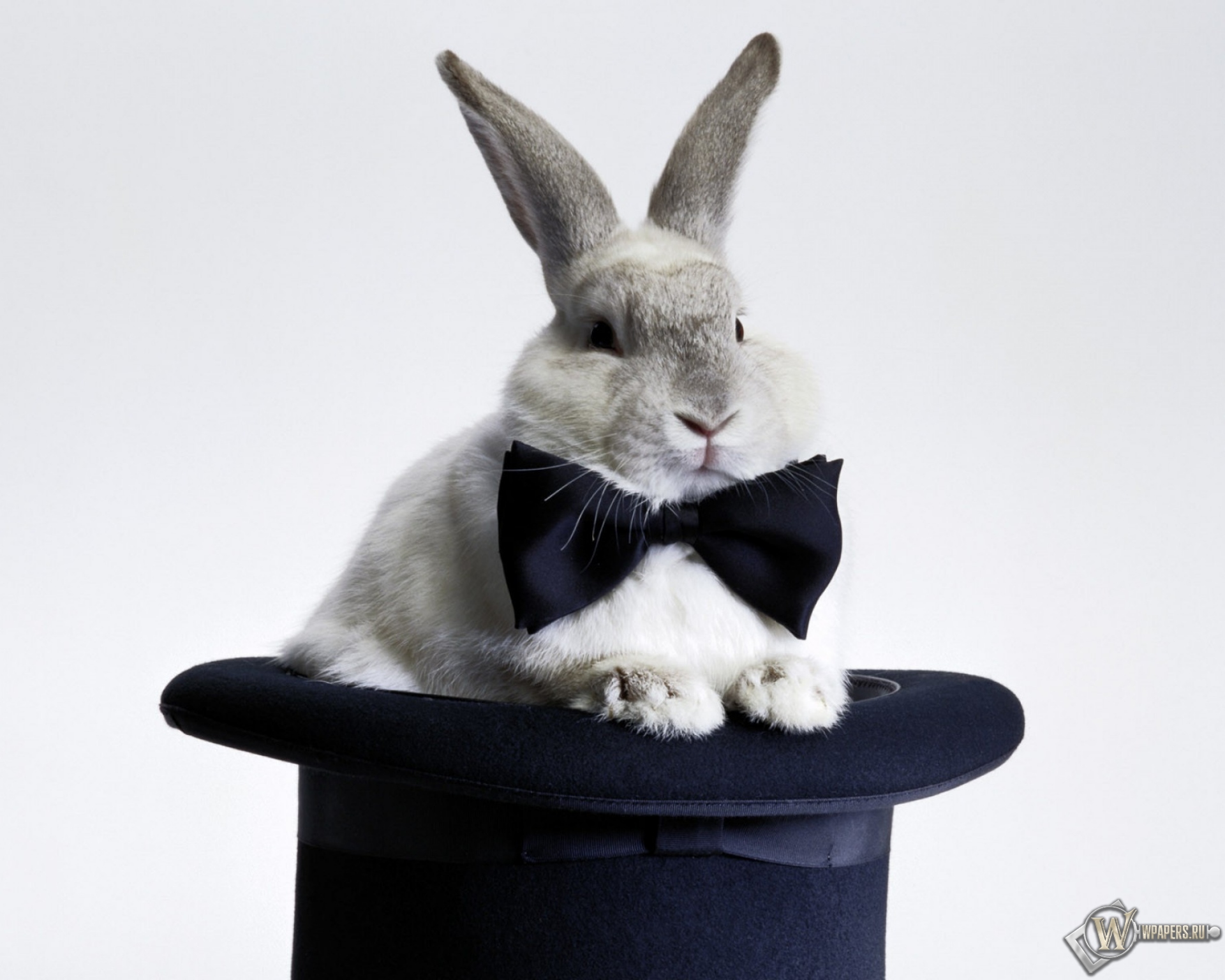 Кролик в шляпе 1920x1536