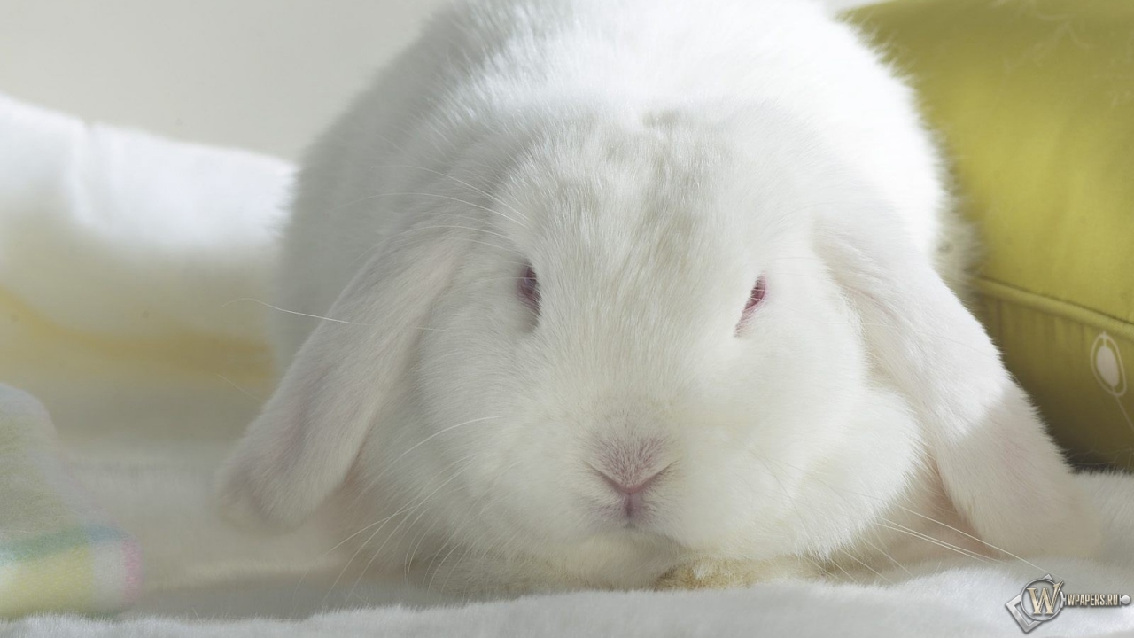 Белый кролик 1280x720