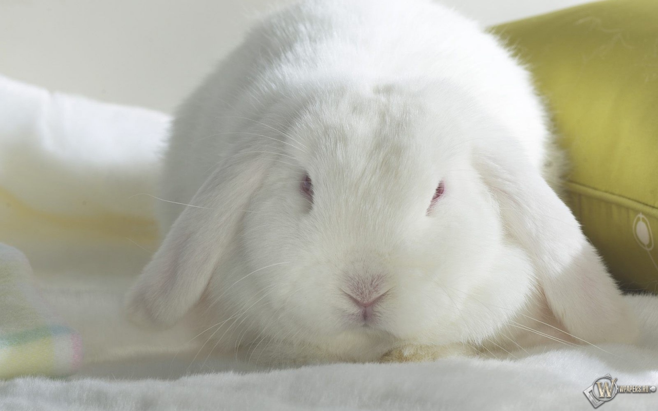 Белый кролик 1280x800
