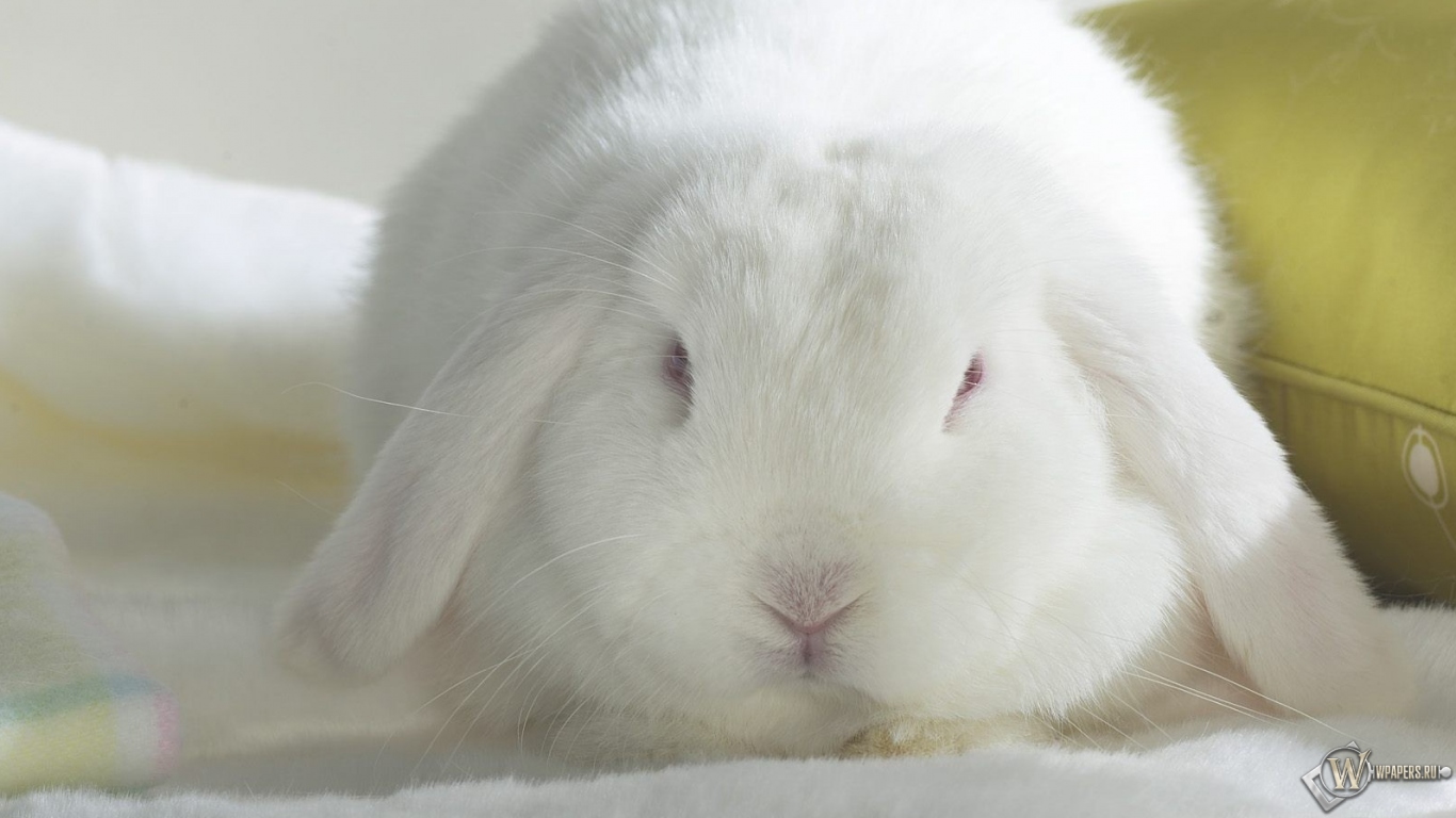 Белый кролик 1366x768