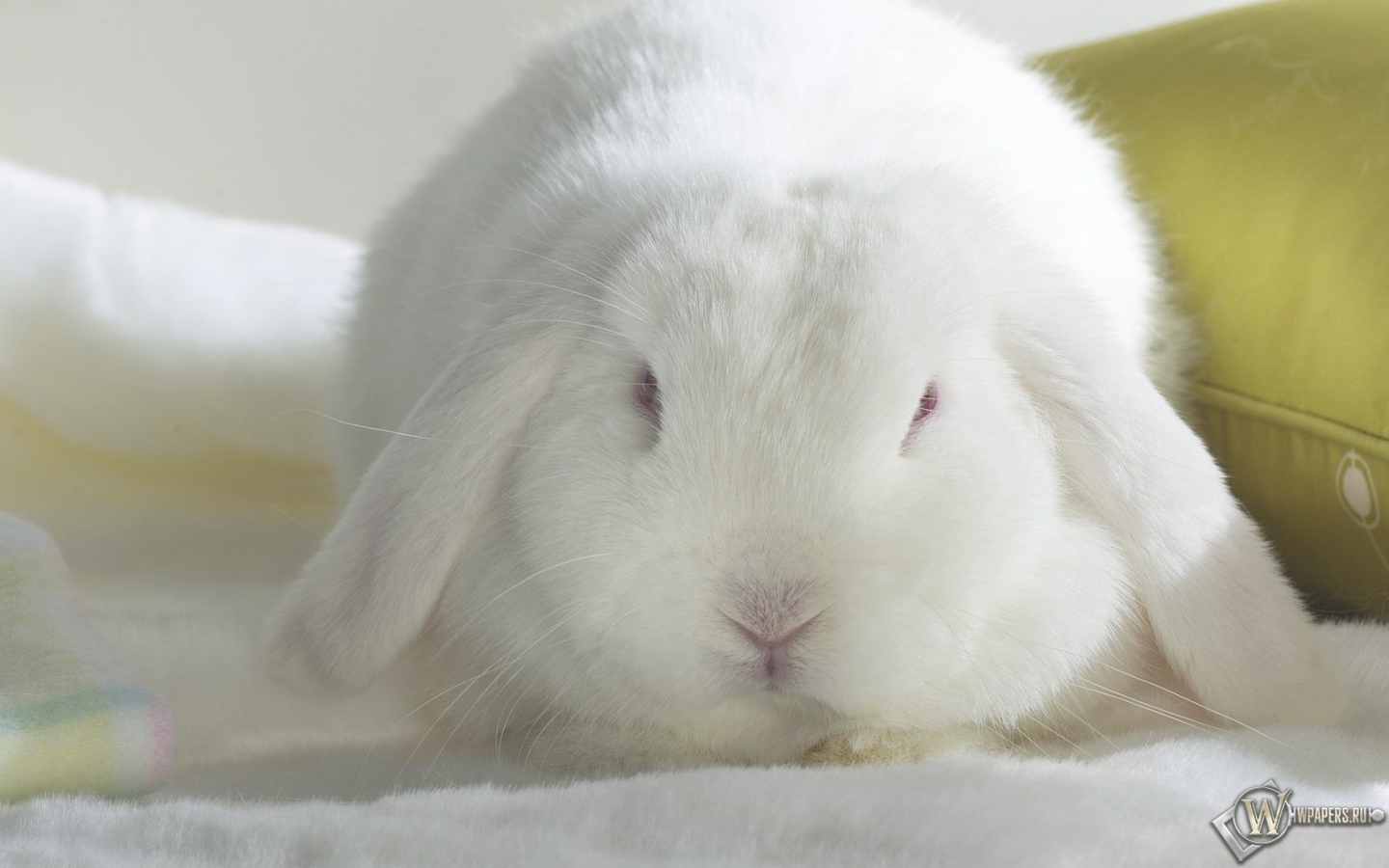 Белый кролик 1440x900