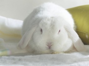 Обои Белый кролик: Белый, Кролик, Зайцы