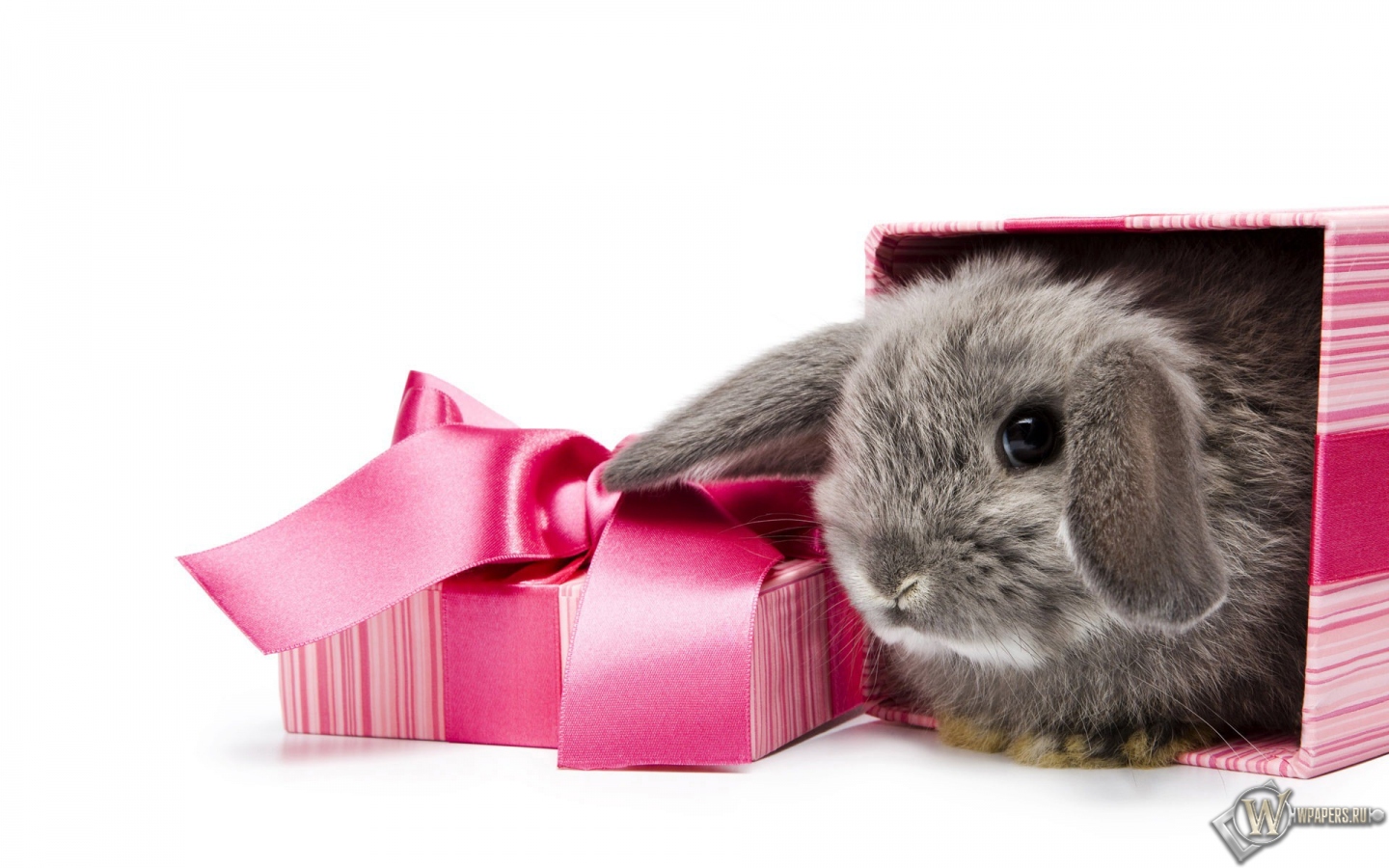 Подарочный кролик 1440x900