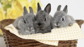 Обои Кролики в корзинке: Корзинка, Кролики, Зайцы