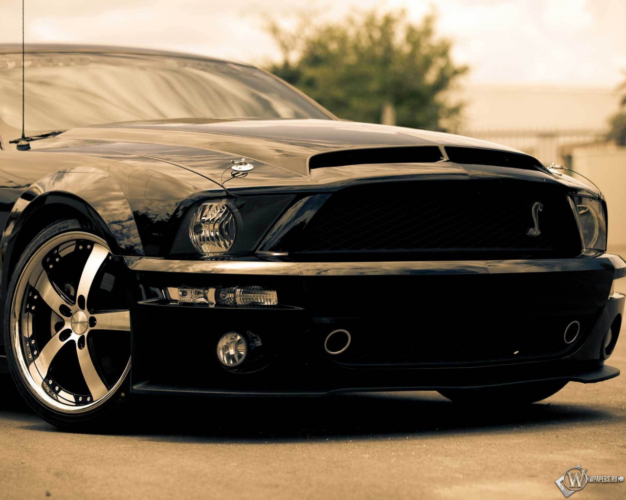 Ford shelby gt500 1280x1024