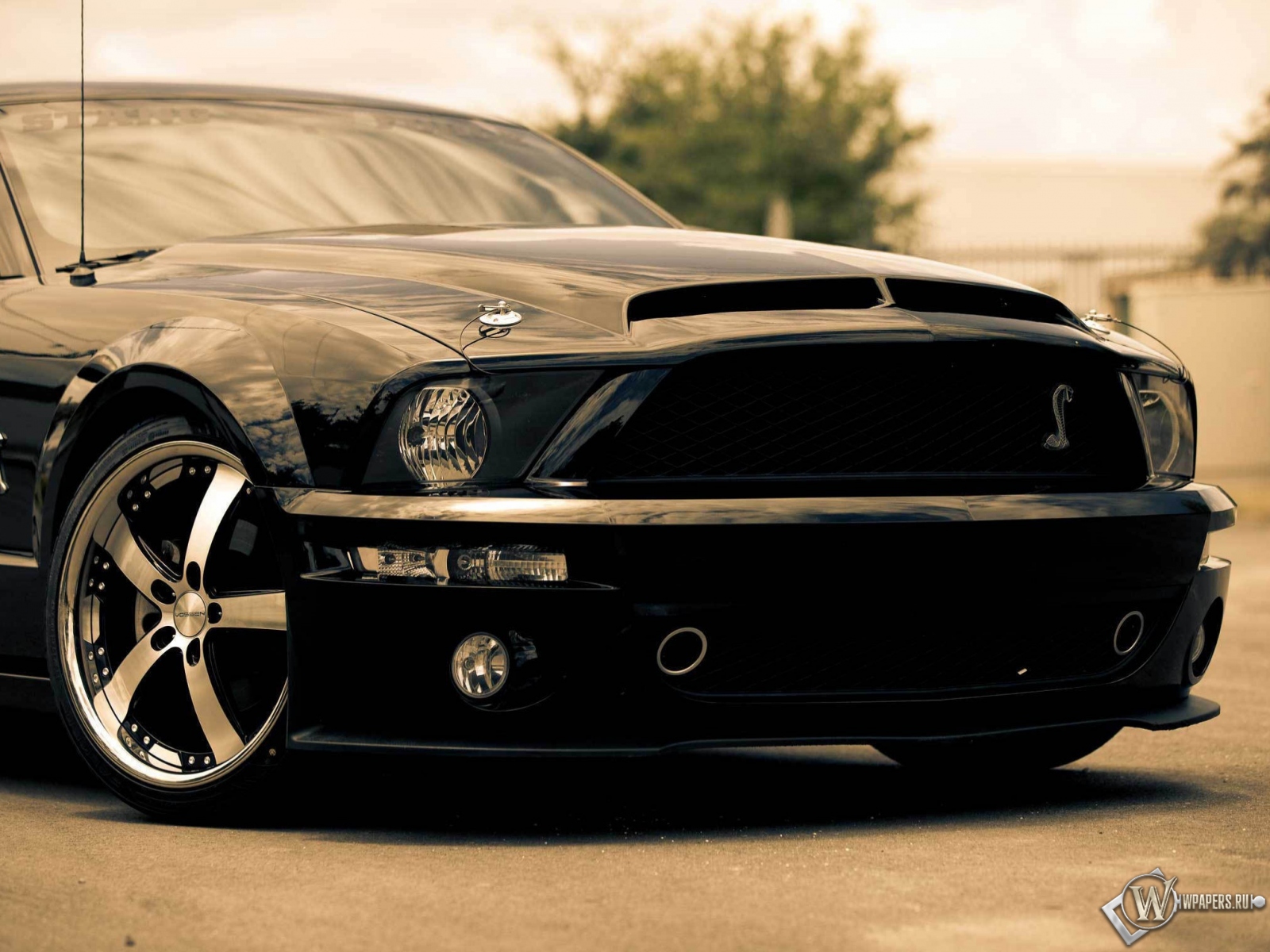 Ford shelby gt500 1600x1200