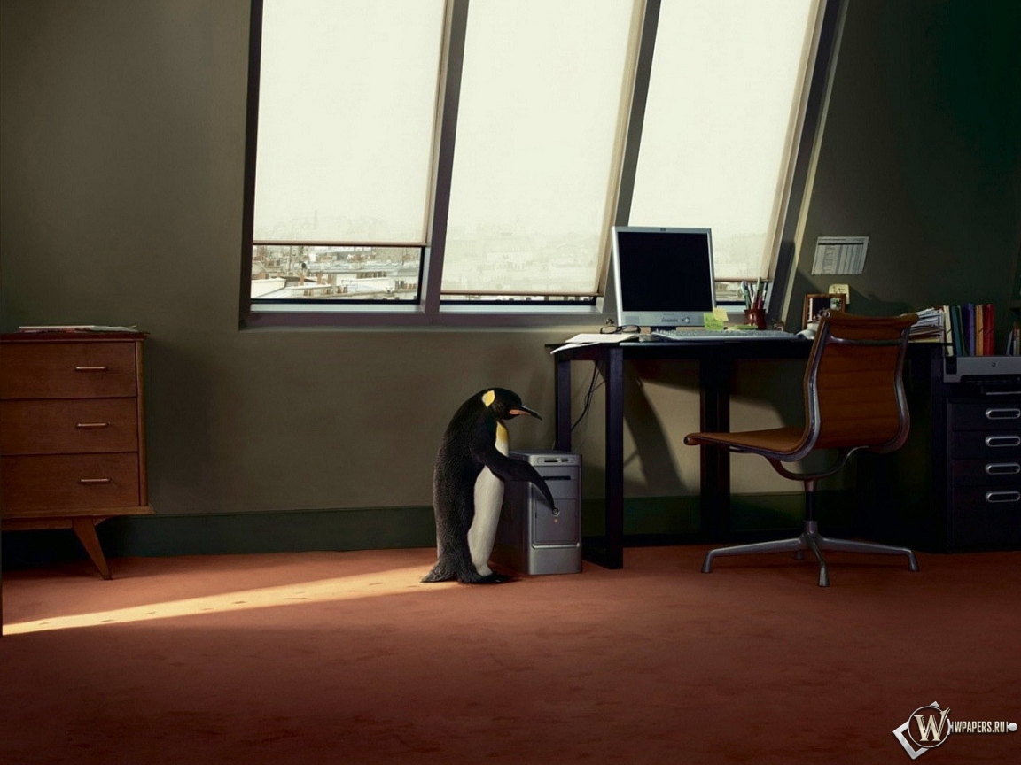 Пингвин в офисе 1152x864
