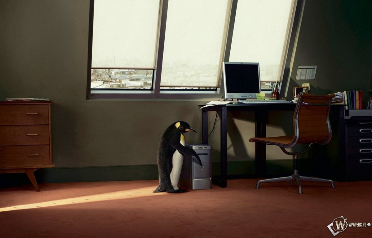Пингвин в офисе 1200x768