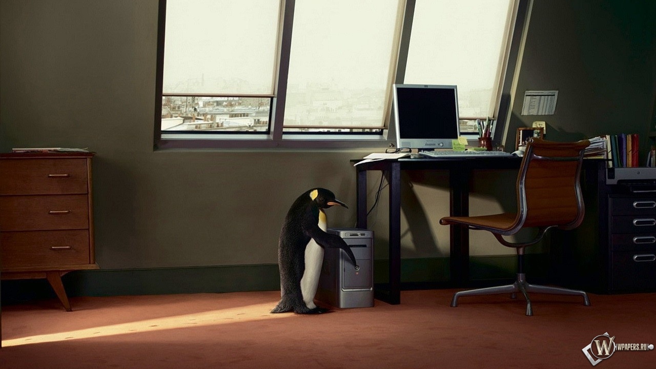Пингвин в офисе 1280x720