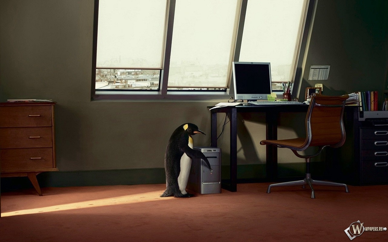Пингвин в офисе 1280x800