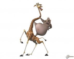 Обои Мелман с глорией: Жираф, Мадагаскар, Мультфильмы
