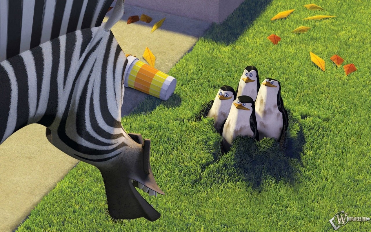 Пингвины в мадагаскаре 1280x800