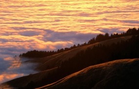 Обои Калифорнийский лес: Деревья, Холмы, Поля, Туман, Небо, Природа