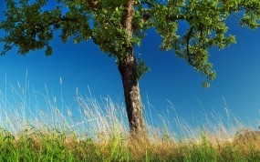 Обои Летнее дерево: Деревья, Природа, Фото, Дерево, Трава, Природа