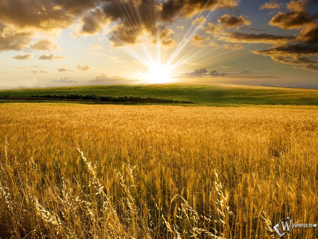 Пшеничное поле на закате 1024x768