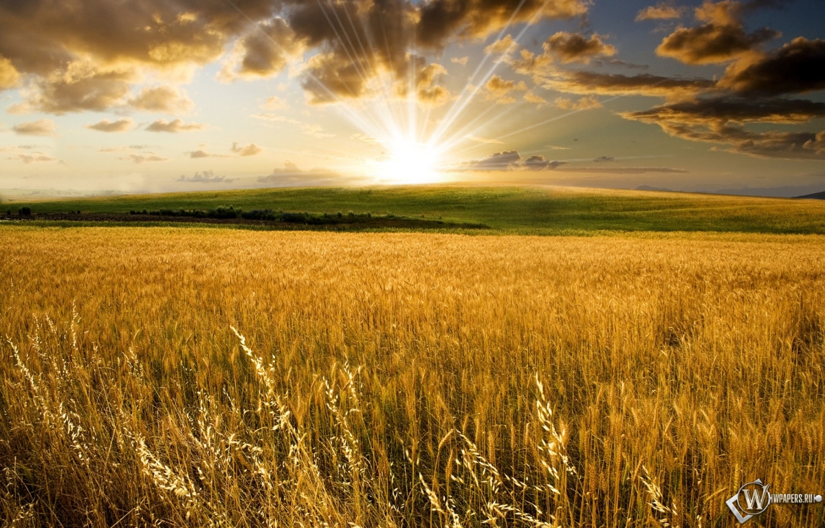 Пшеничное поле на закате 1200x768