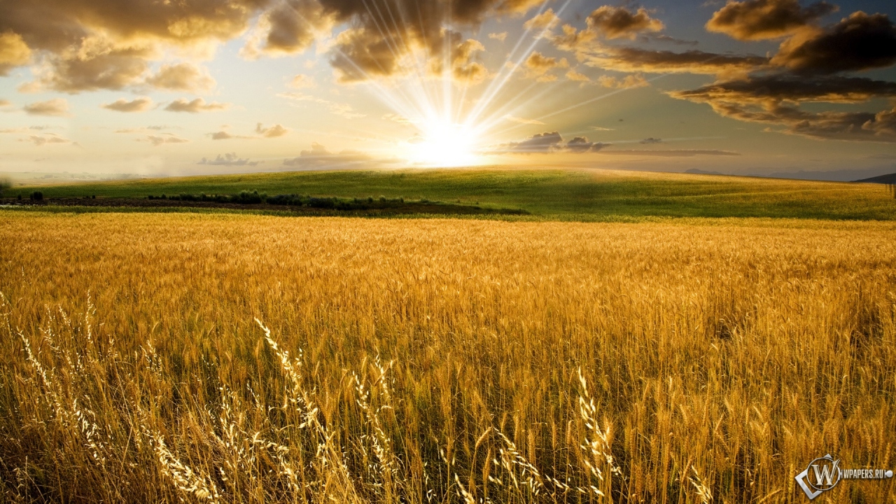 Пшеничное поле на закате 1280x720