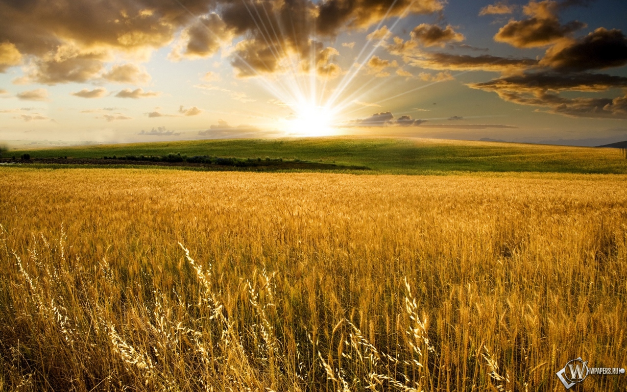 Пшеничное поле на закате 1280x800