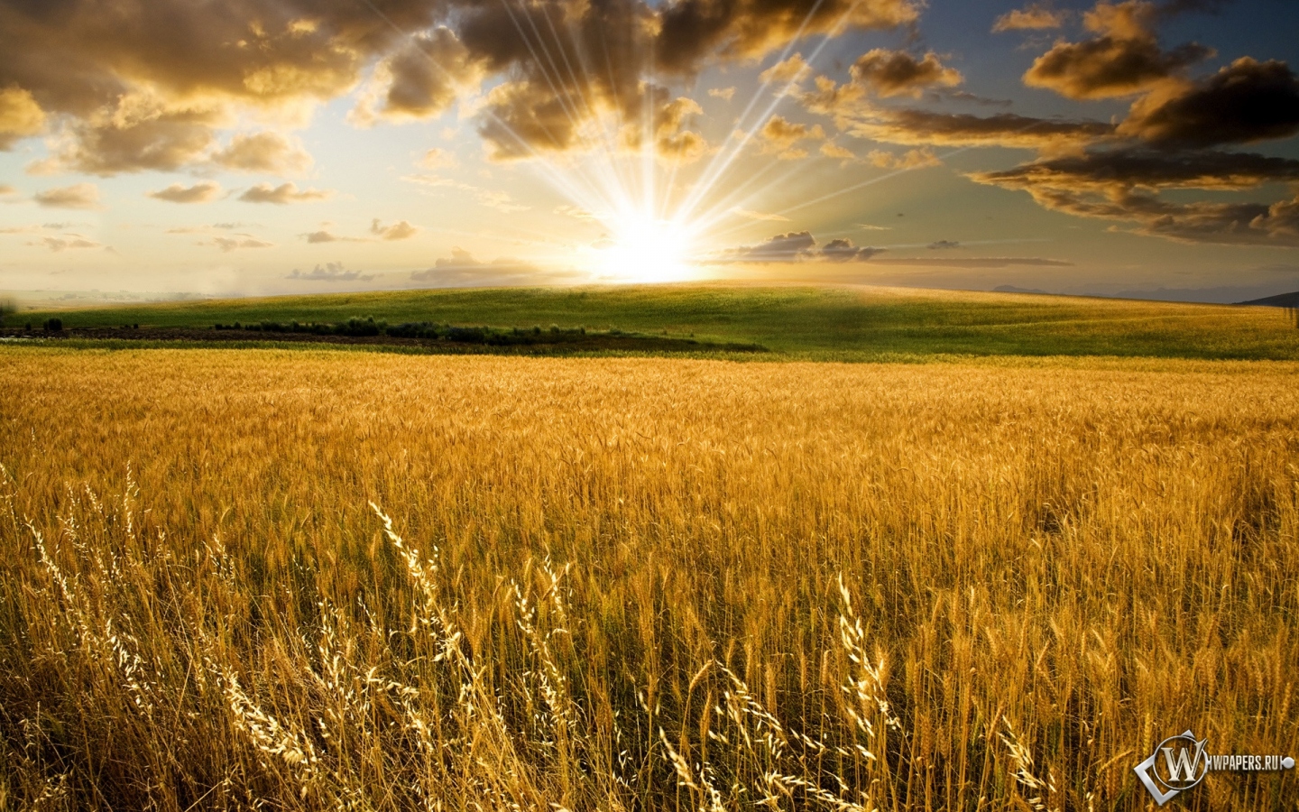 Пшеничное поле на закате 1440x900