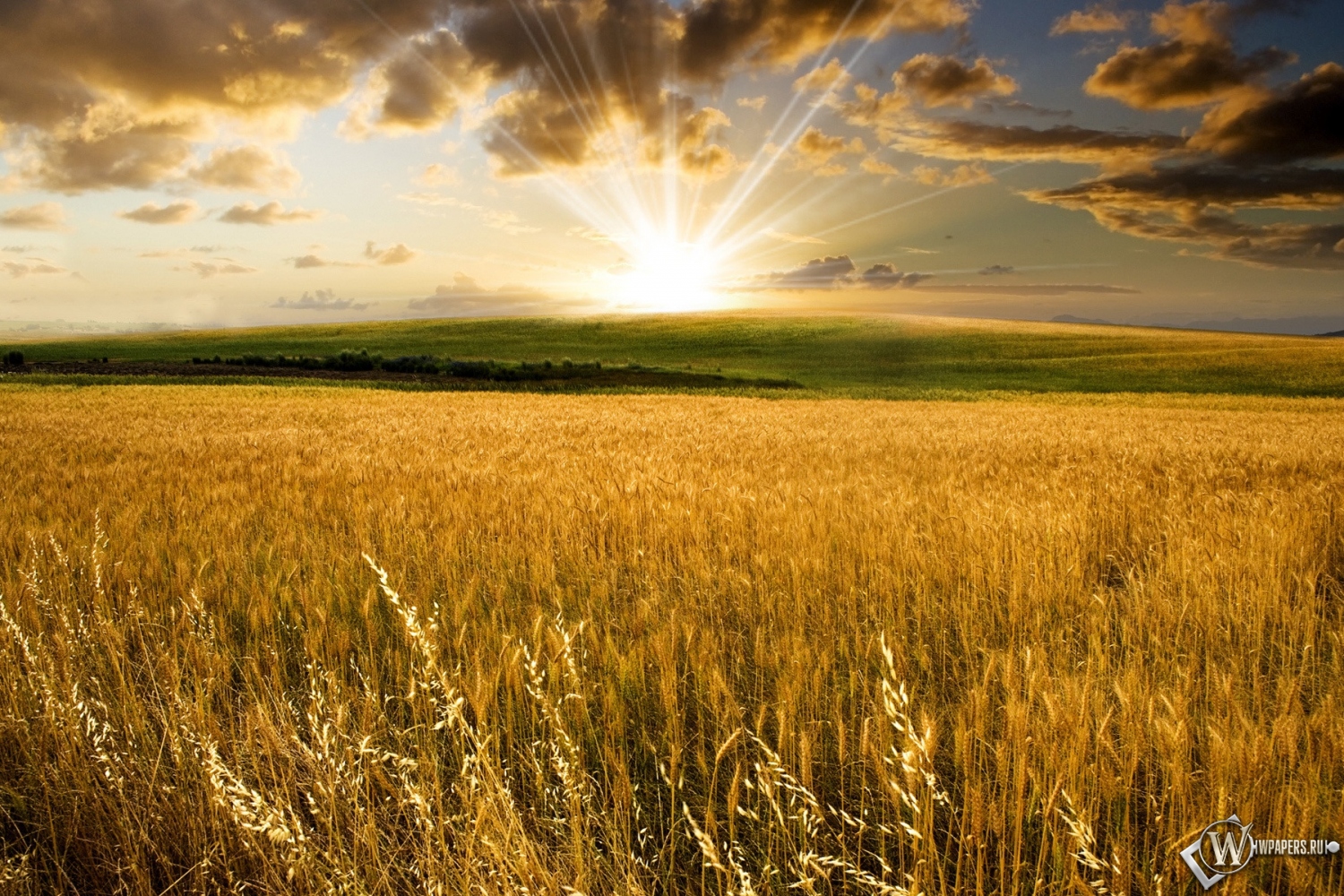 Пшеничное поле на закате 1500x1000