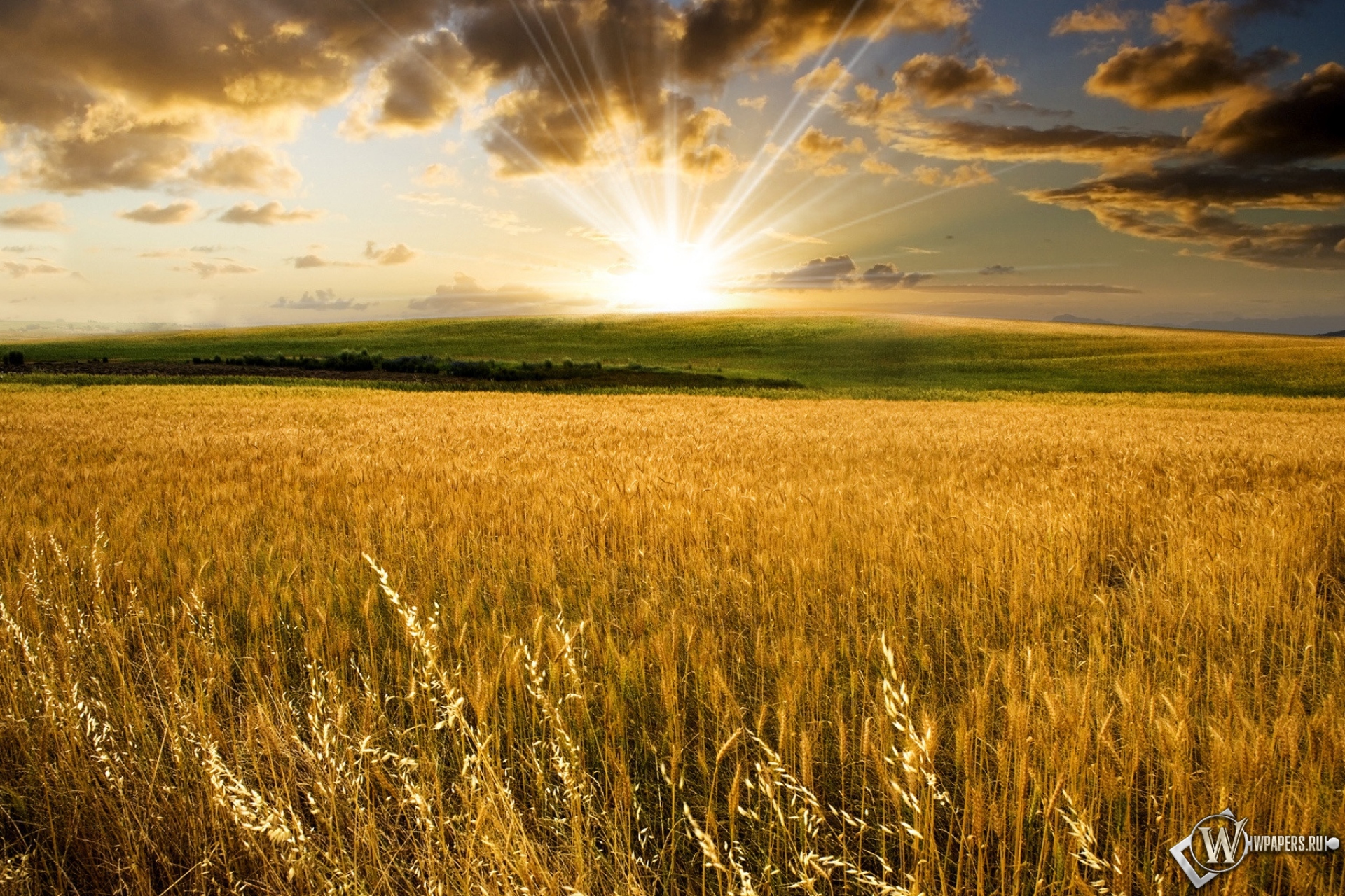 Пшеничное поле на закате 1920x1280