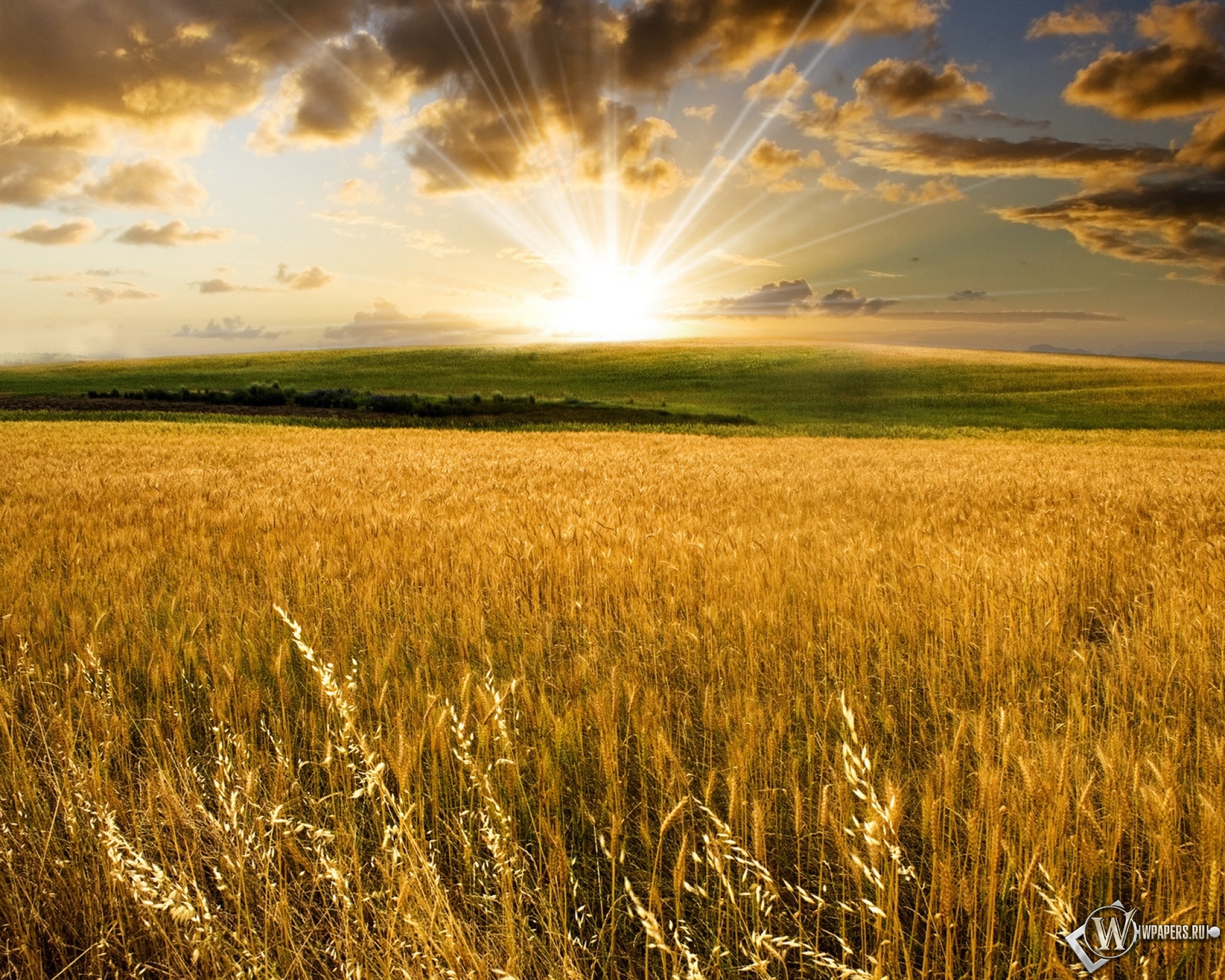 Пшеничное поле на закате 1920x1536