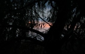Обои Закат в тёмных тонах: Закат, Дерево, Листья, Природа