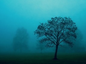 Обои Голубой туман: Туман, Дерево, Природа