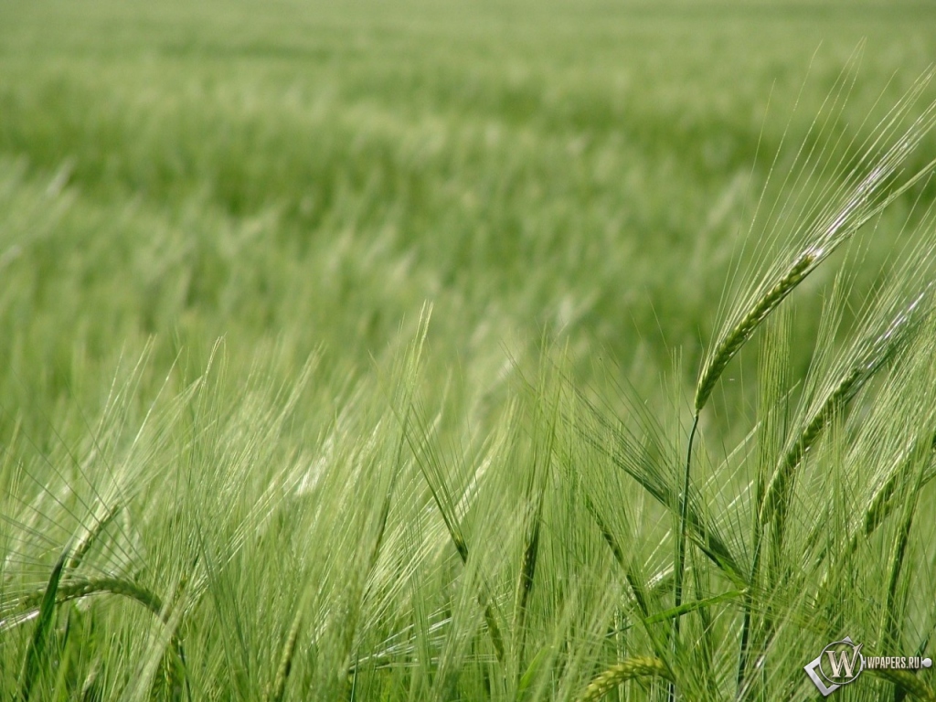 Зелёное поле пшеницы 1024x768