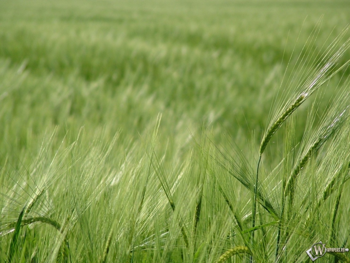 Зелёное поле пшеницы 1152x864