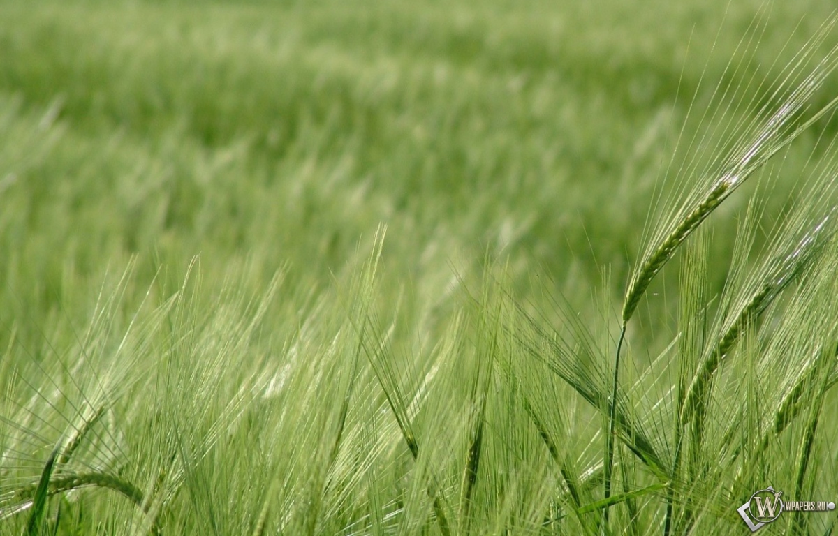 Зелёное поле пшеницы 1200x768
