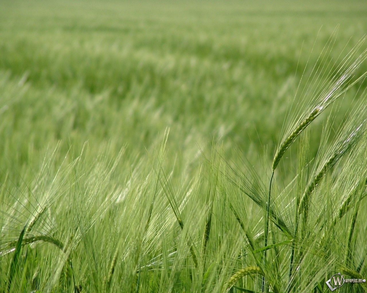 Зелёное поле пшеницы 1280x1024