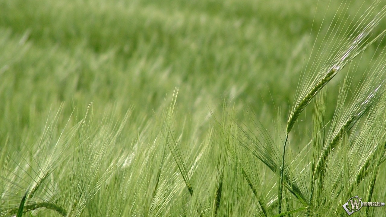 Зелёное поле пшеницы 1280x720