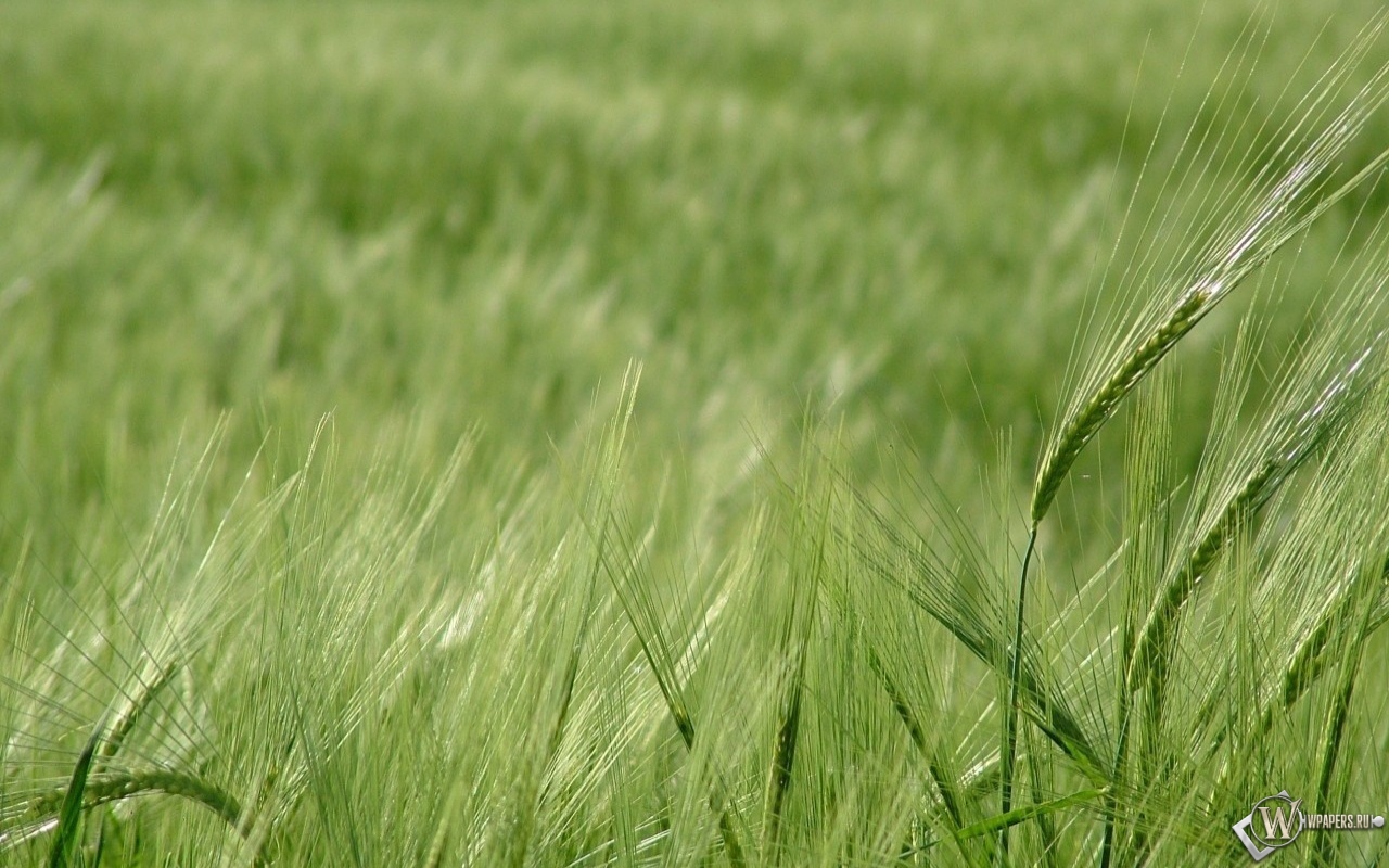 Зелёное поле пшеницы 1280x800